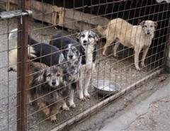 Diese Hunde hatten Glück: sie sind geimpft, kastriert und bereits beim bmt in Deutschland. Jetzt warten sie nur noch auf ein liebevolles Zuhause.