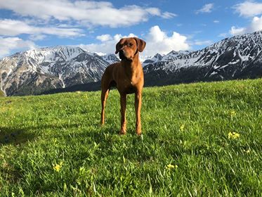 Reisen in die Schweiz mit Hund