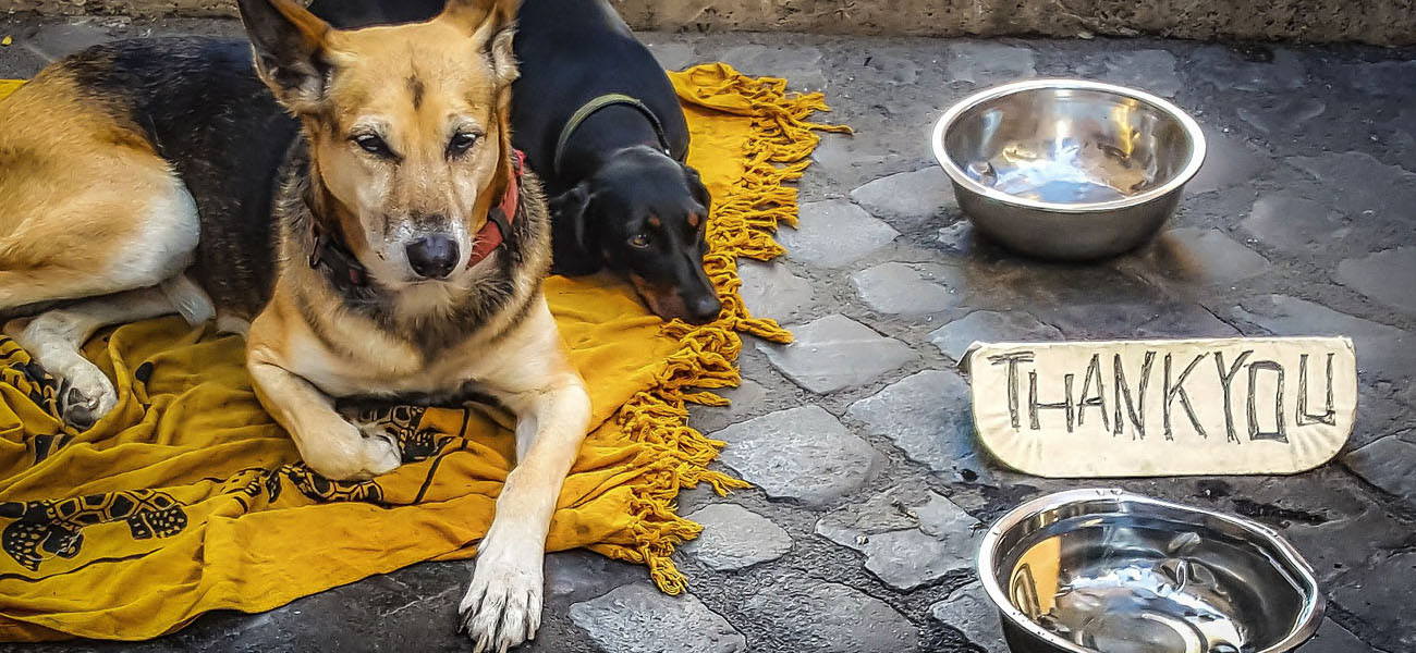 Hunden von Obdachlosen helfen, die Hunde-Lobby hilft.