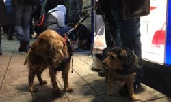 Obdachlose mit Hund am Gerhart-Hauptmann-Platz