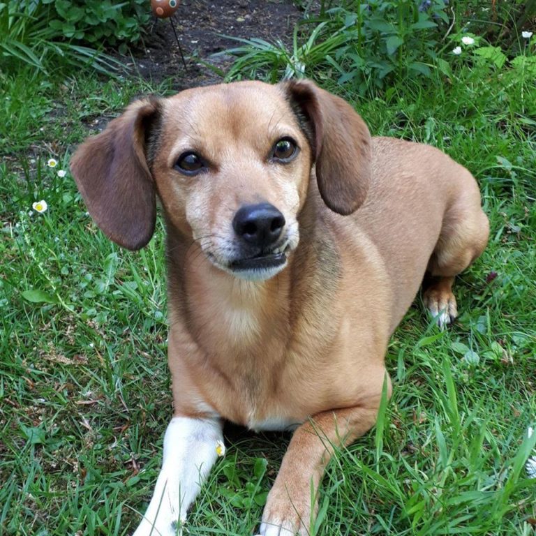 aktuelle Notfälle HundeLobby