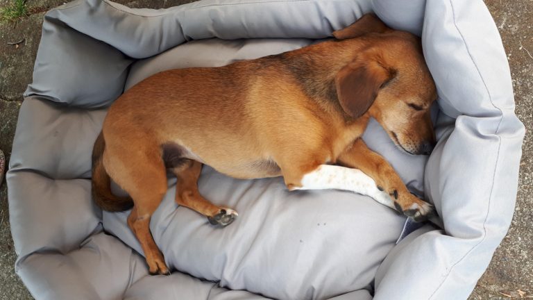 aktuelle Notfälle HundeLobby