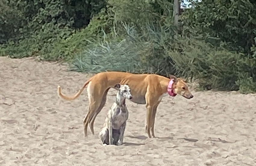 Hundestrand Travemünde